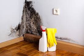 Environmental Consulting for Mold Prevention in Rosemead, CA